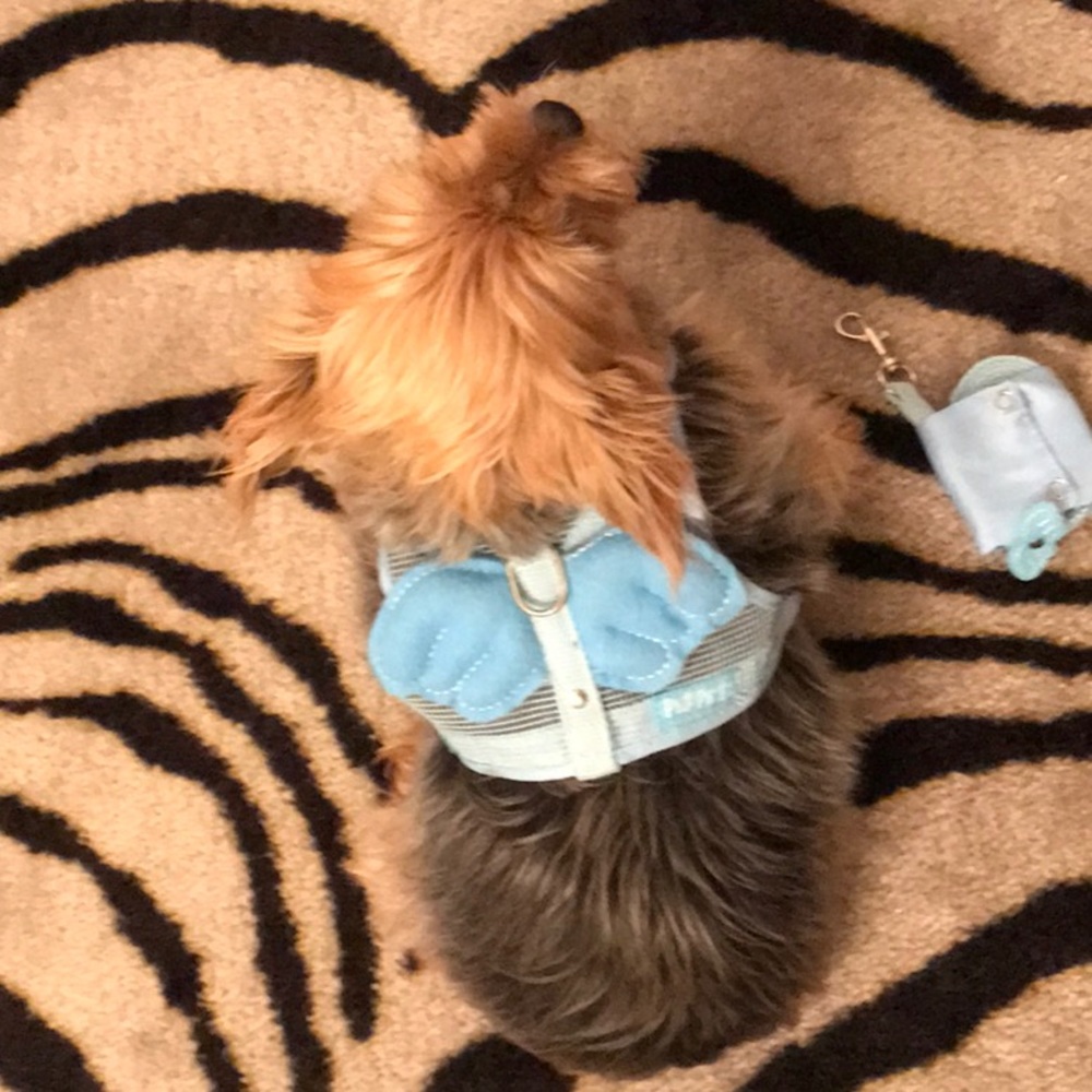 NEW Angel Wing Dog Harness with leash BRAND NEW